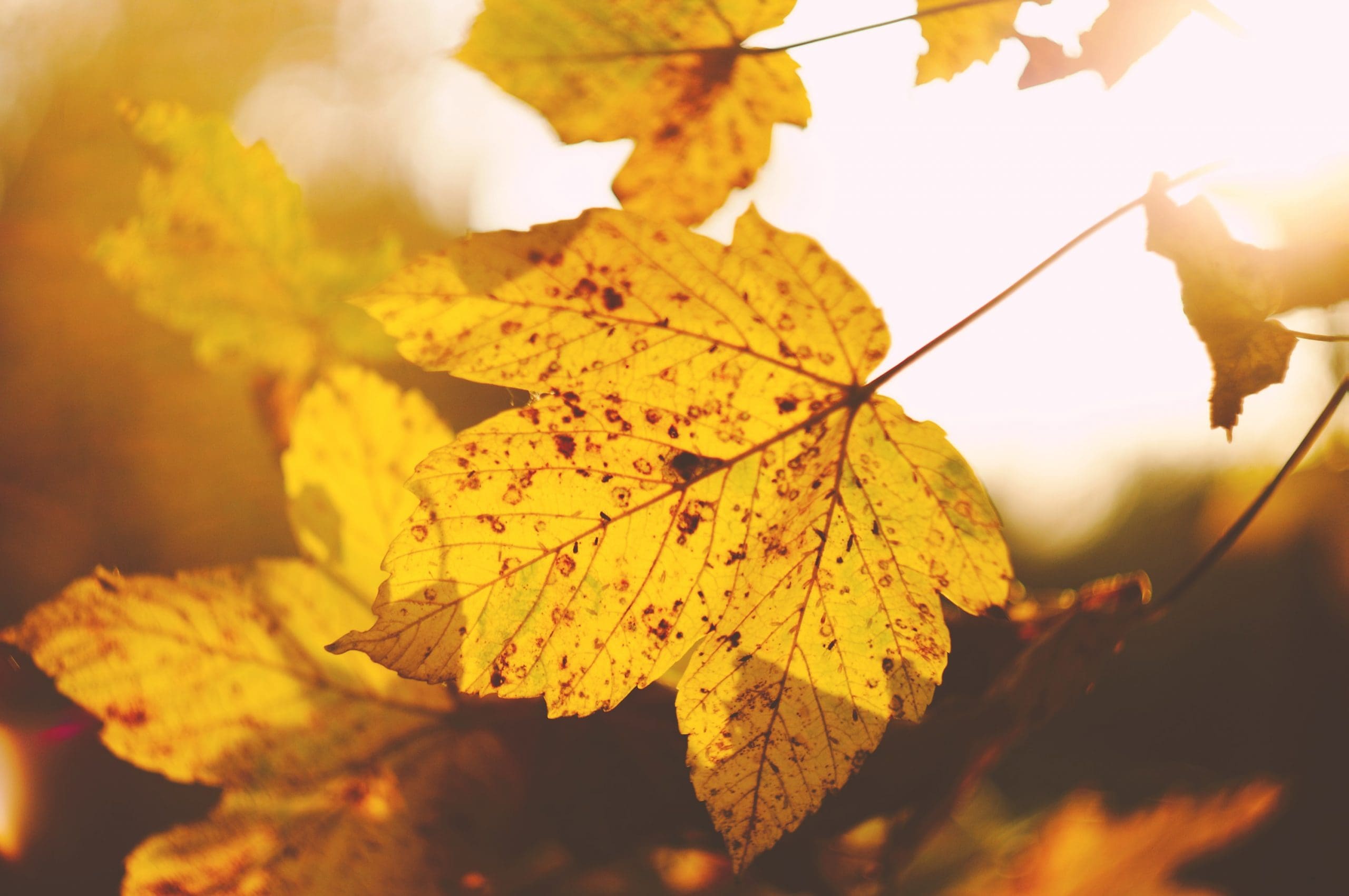 Golden-autumn-leaves-nature-therapy-Sussex