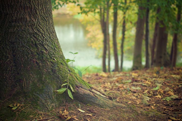 nature-therapy-in-Brighton-base-of-tree-and-forest-floor-with-leaves