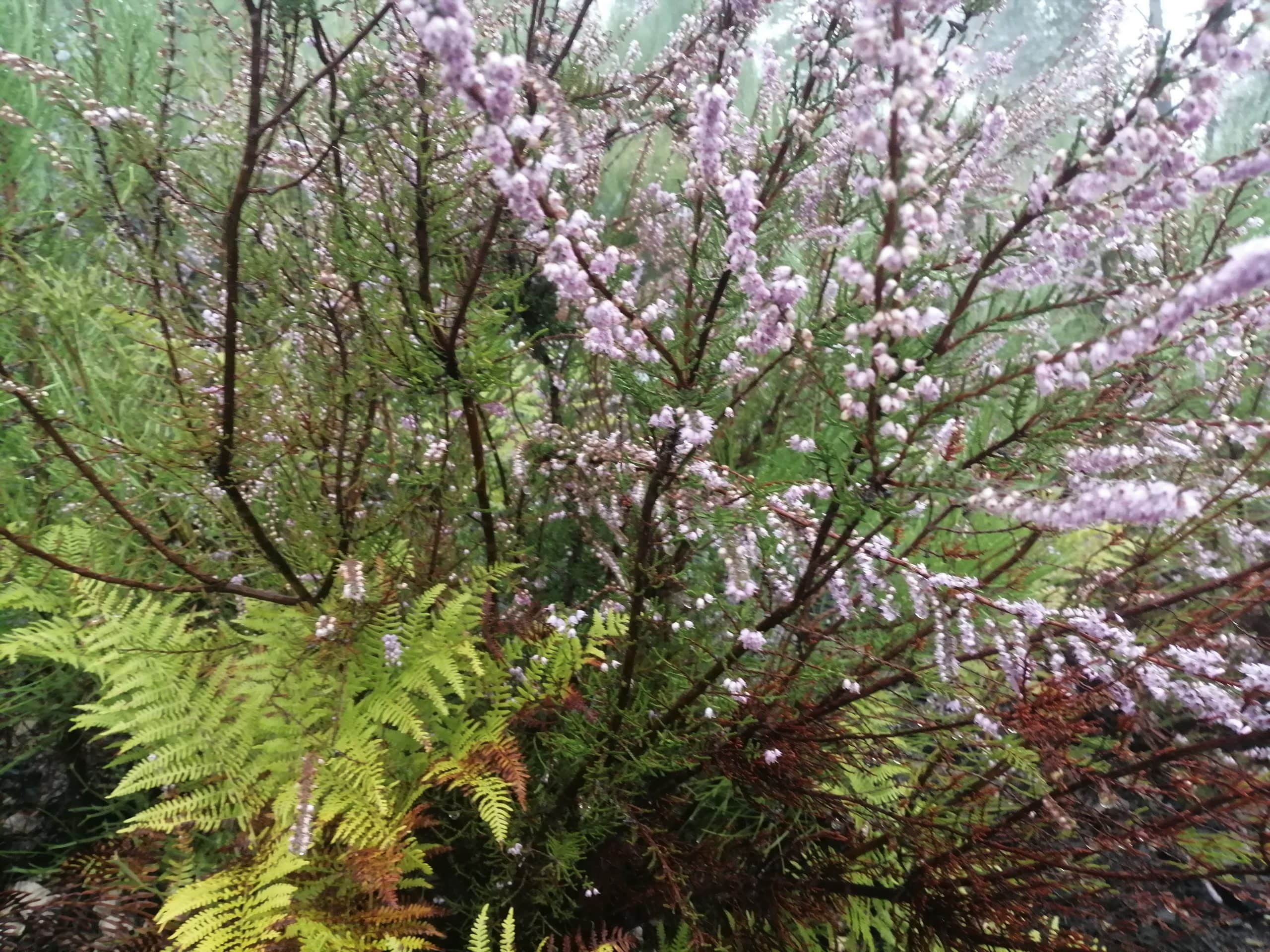 Nature-therapy-in-Sussex-forest-fern-with-pink-blossom