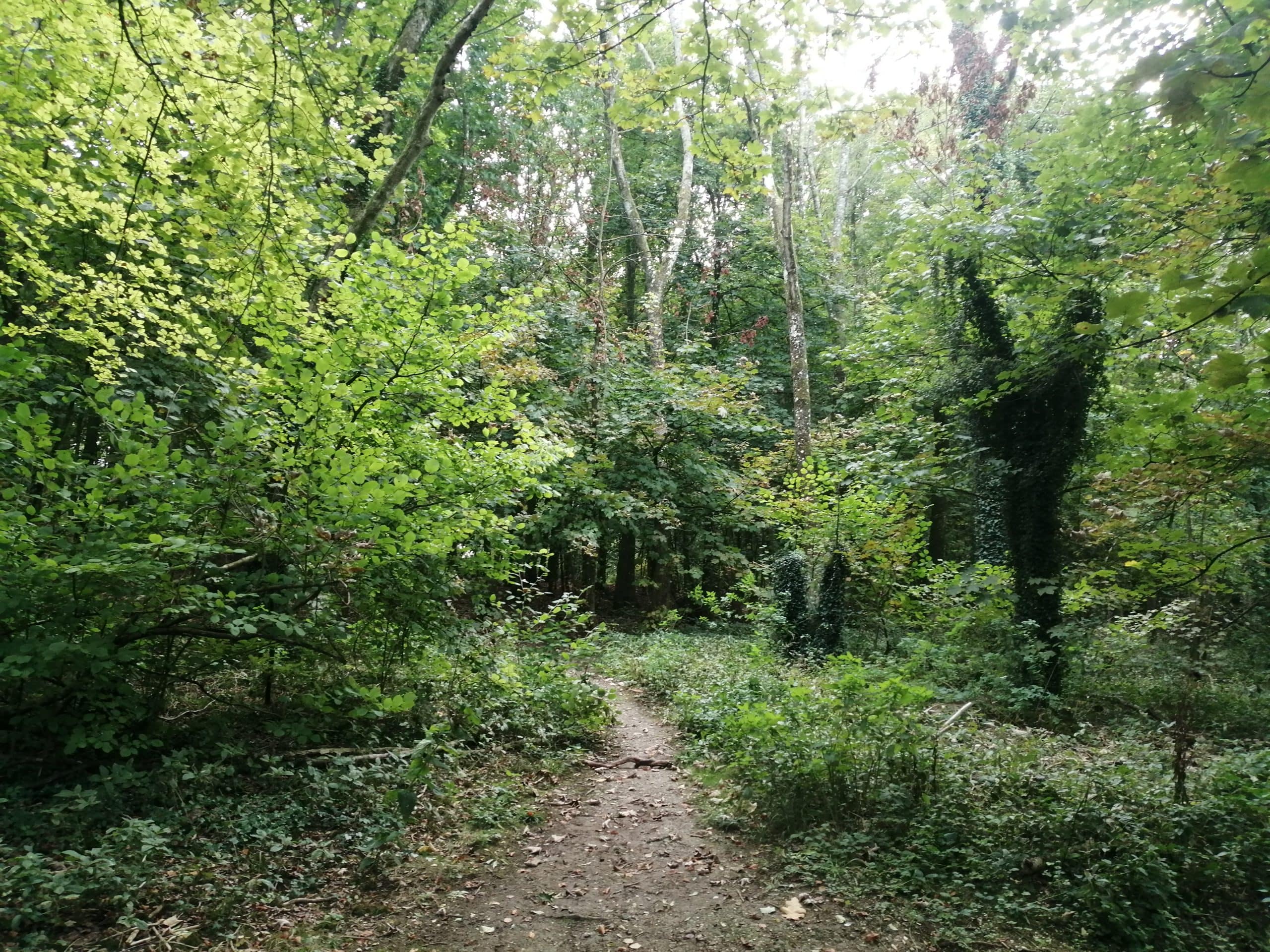 Nature-therapy-in-Stanmer-Park-Brighton--green-leafy-woodlands-with-path