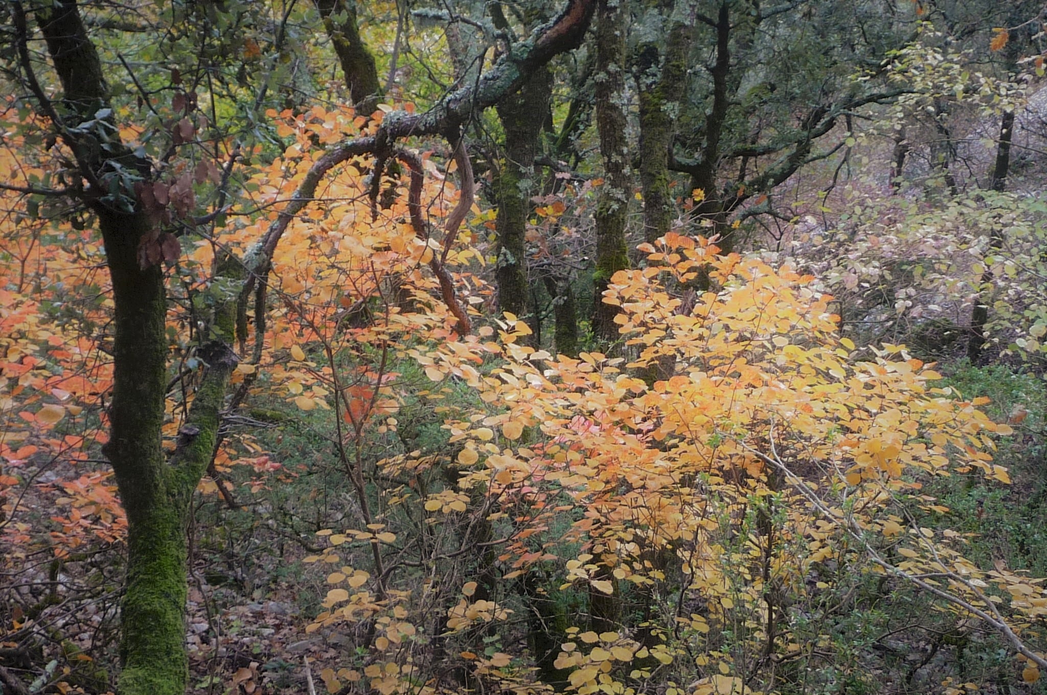 Woodlands-with-golden-autumn-leaves-nature-therapy-in-Stanmer-Park