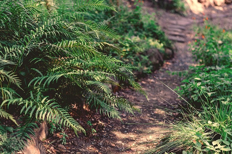 Image of forest path, Mark Reeves Therapeutic-coaching-forest-bathing