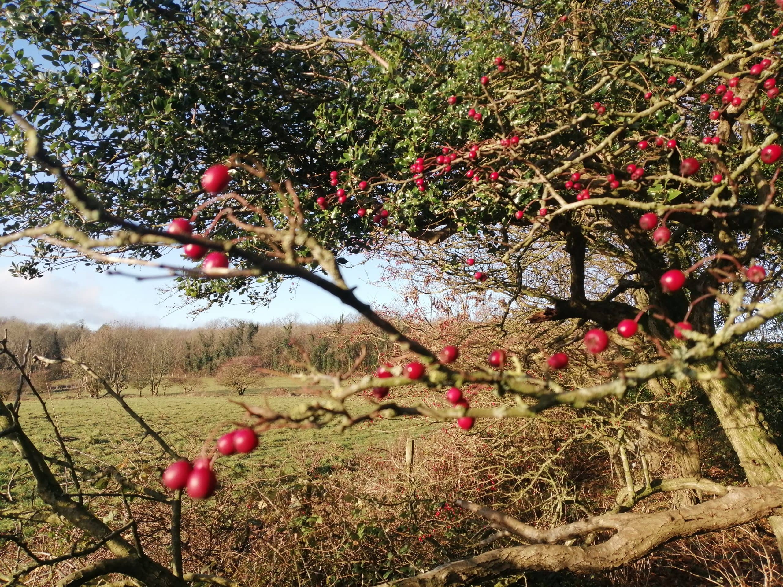 Stanmer-Park-Sussex-Forest-Bathing-Red-Hawthorne-berries-on-tree