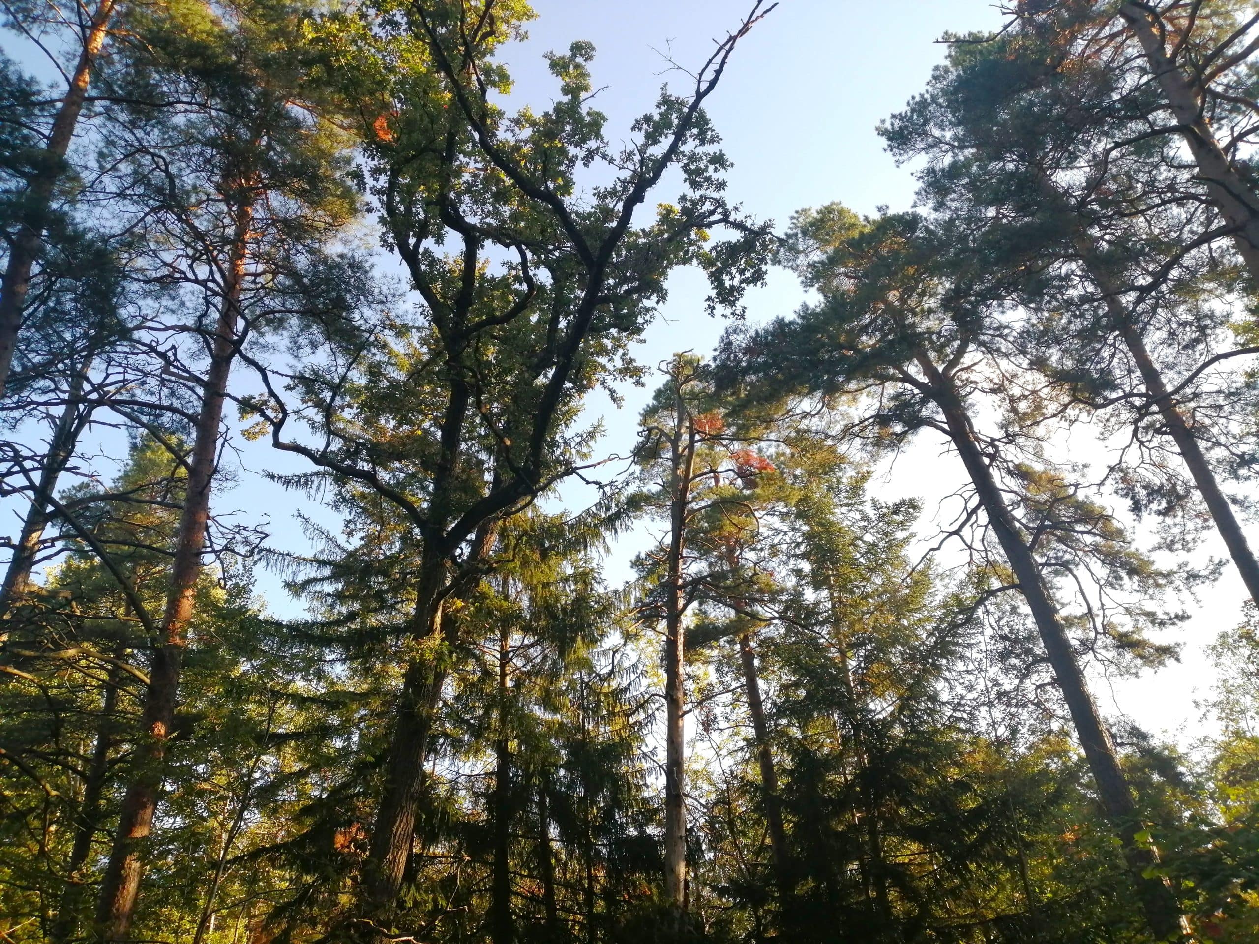 Forest-Bathing-in-Stanmer-Park-Brighton--tall-trees-in-a-forest