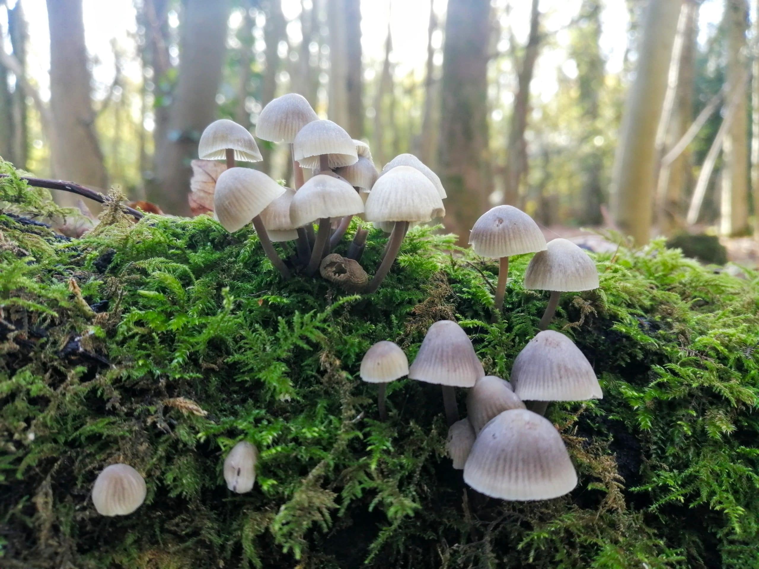 Forest-therapy-in-Sussex--mushrooms-growing-on-a-moss-covered-log