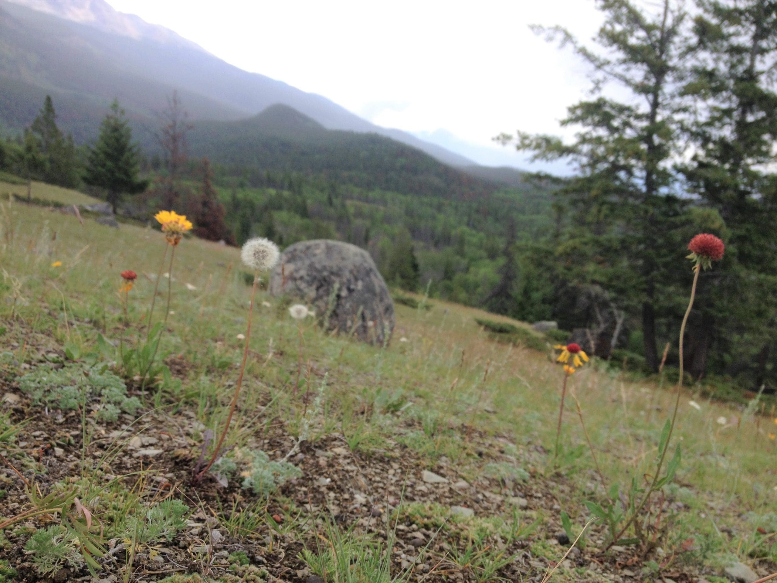 Grassy-hillside-with-wildflowers-and-dandelions-ecotherapy