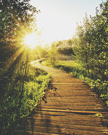 Sunlight-through-trees-with-wooden-pathway-into-the-distance