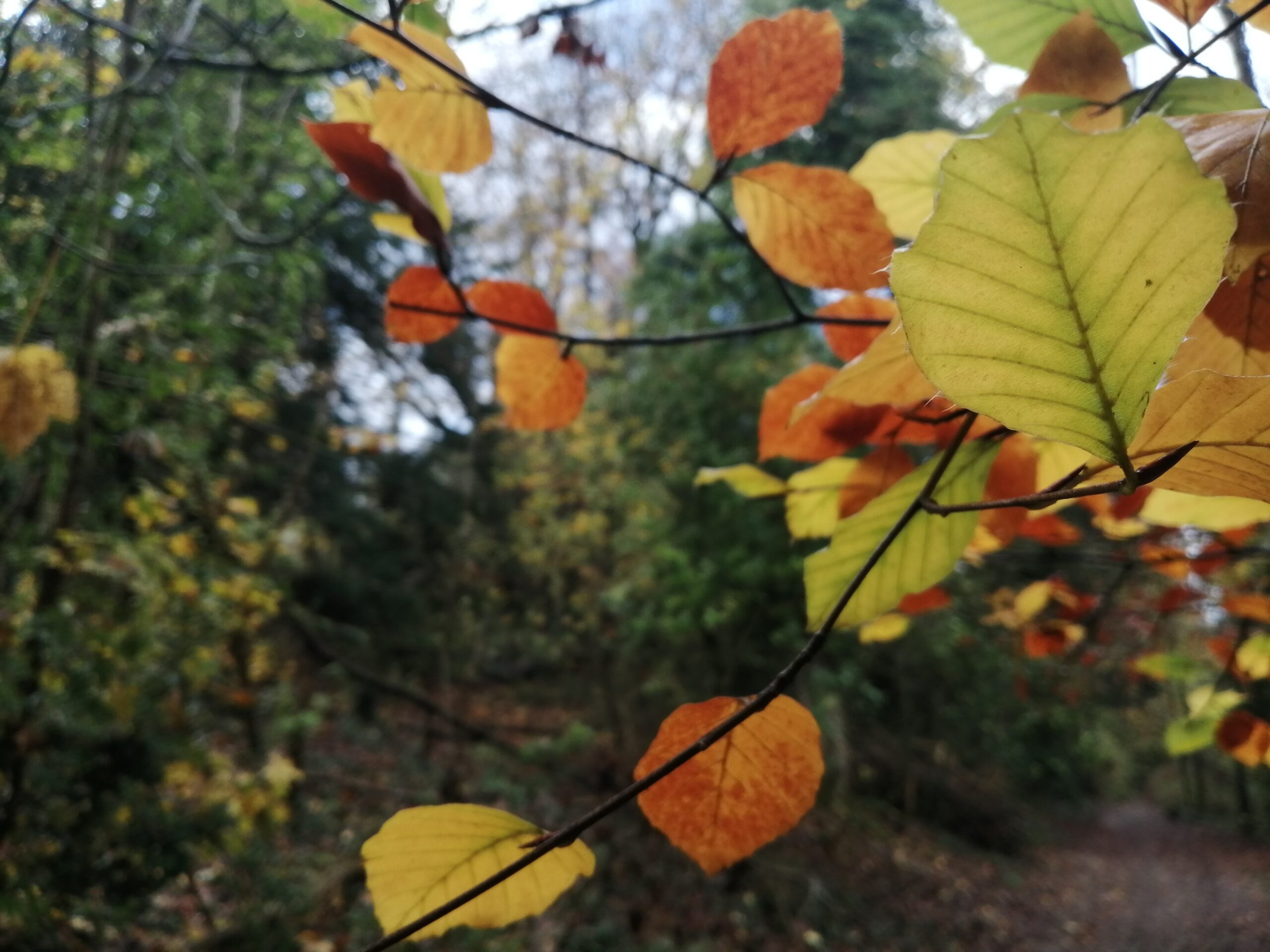 Forest-therapy-in-Sussex--mushrooms-growing-on-a-moss-covered-log