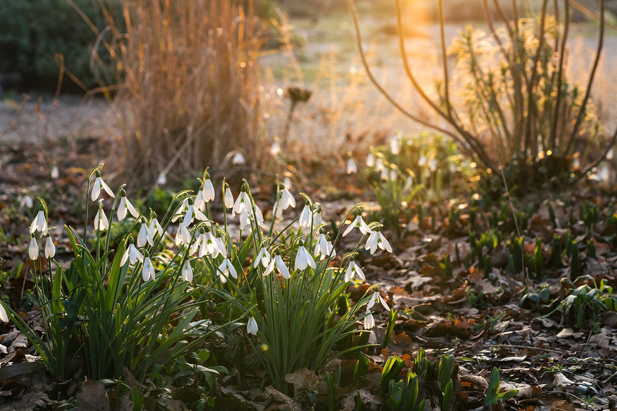 snow drops in spring