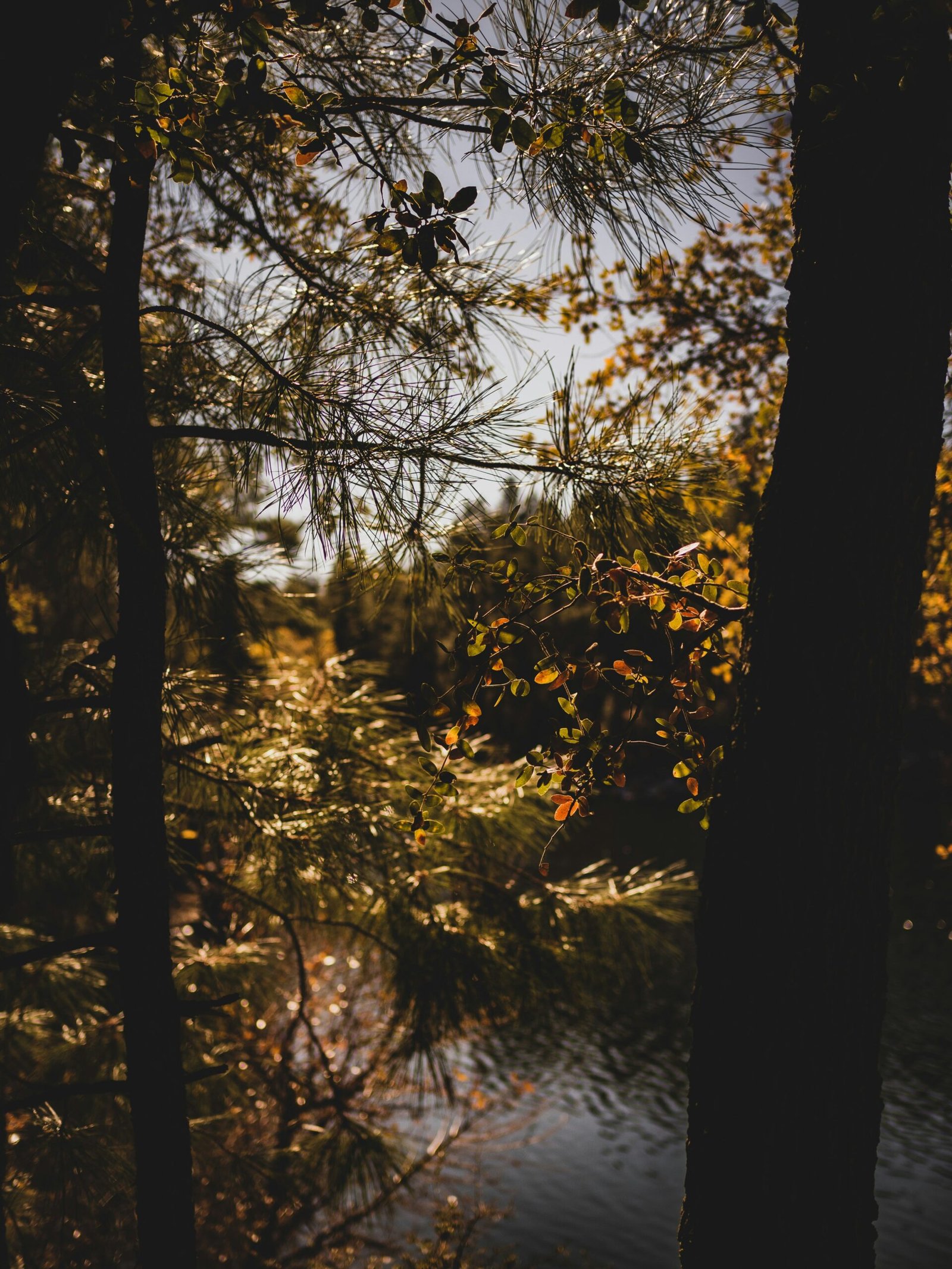 joel-nevius-V3orOVpe_uQ-unsplash Image of forest path, Mark Reeves Therapeutic-coaching-forest-bathing